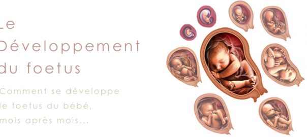 évolution foetus bébé